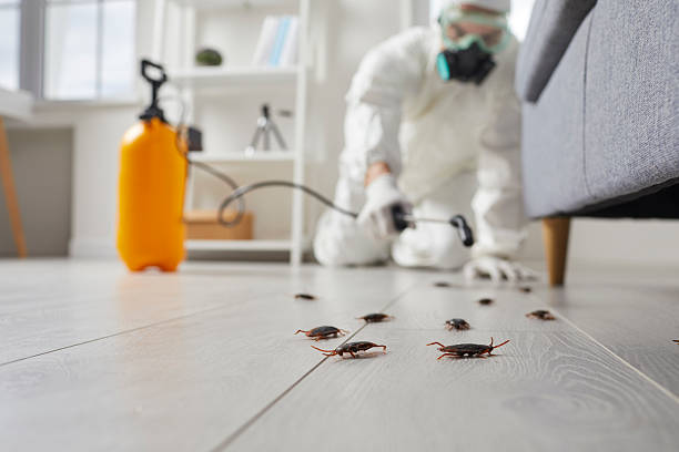 Post-Treatment Bed Bug Interceptor Monitoring in Langhorne Manor